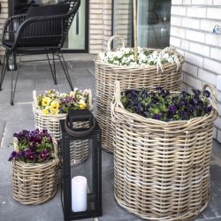 Bromo - Kurvest i ratan,  fire kurve