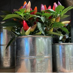 Maceta - Urtepotte i galvaniseret metal, tre potter