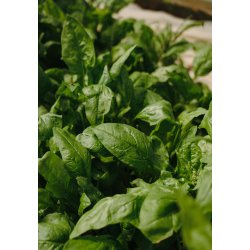 Green Leaf - Vlg mellem fire plakat strrelser