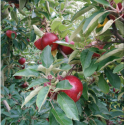 Drikkeklar saft - blemost