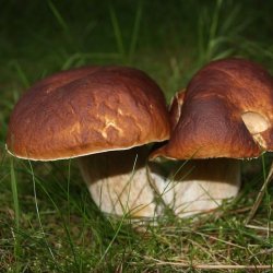 gte koldpresset rapsolie med Karl Johan svampe - 0,25 l