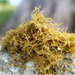 gte koldpresset rapsolie med rget tang - 0,25 l