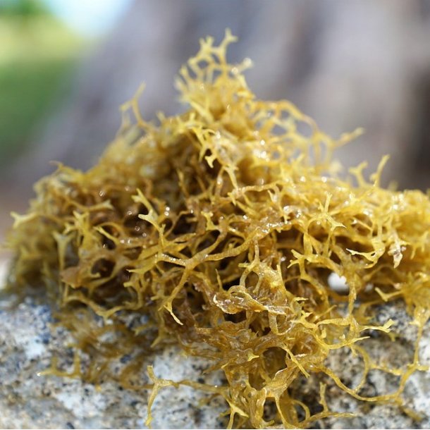 gte koldpresset rapsolie med rget tang - 0,25 l