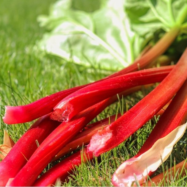 Drikkeklar saft - Rabarber