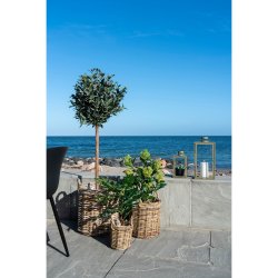 Figentr - Kunstig plante, hjde 50 cm.