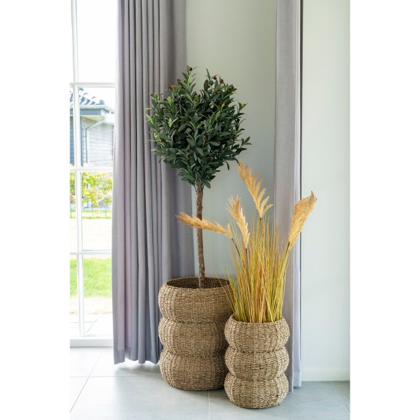 Sarba - Kurvest i natur sgrs