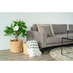 Posso - Kurvest i vandhyacinth,