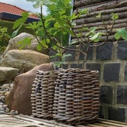 Ratata - Rattan kurv, firkantet, 27 x 27 x hjde 40 cm