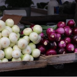 7860 - Kromandens lgkompot