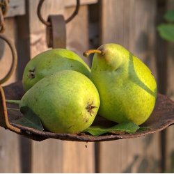 Drikkeklar saft - Premost