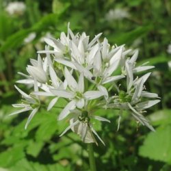 gte koldpresset rapsolie med ramslg - 0,25 l