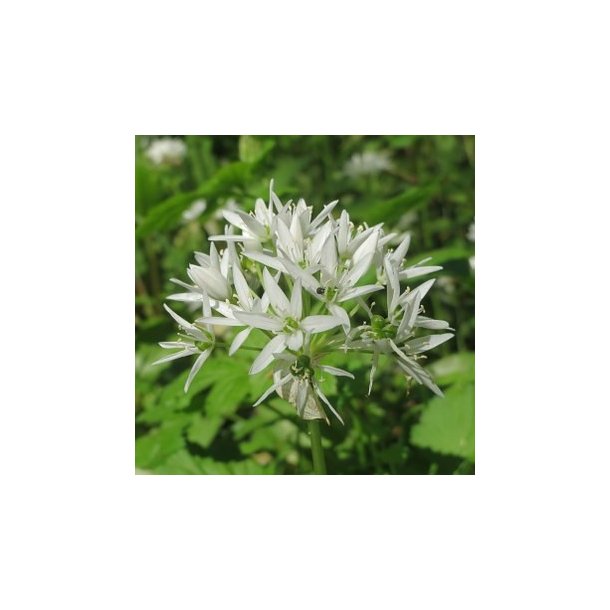 gte koldpresset rapsolie med ramslg - 0,25 l