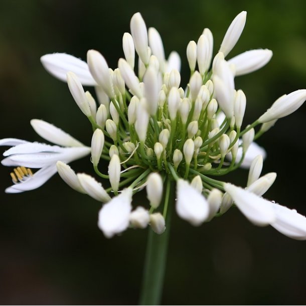  7860 - Kromandens grovsalt med ramslg.