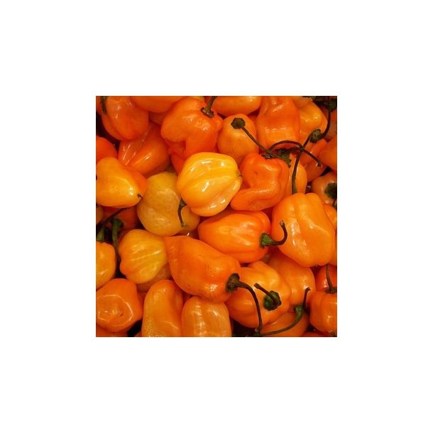 gte koldpresset rapsolie med chili - 0,25 l